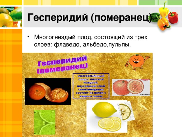 Гесперидий (померанец) Многогнездый плод, состоящий из трех слоев: флаведо, альбедо,пульпы. 