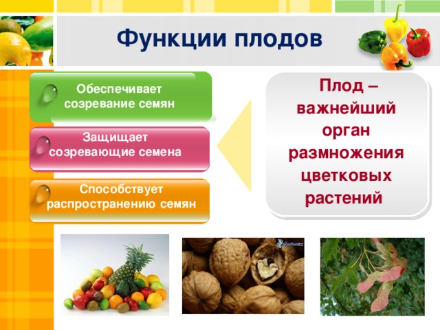 Функции плодов  Плод – важнейший орган размножения цветковых растений  Обеспечивает созревание семян Защищает созревающие семена Способствует распространению семян 