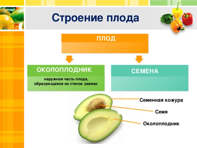 Строение плода ПЛОД ОКОЛОПЛОДНИК СЕМЕНА  наружная часть плода, образующаяся из стенок завязи Семенная кожура  Семя  Околоплодник  Title in here  