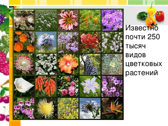 Известно почти 250 тысяч видов цветковых растений 