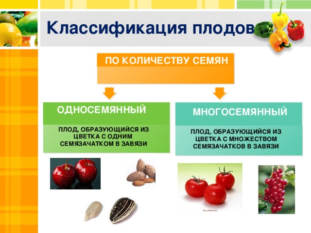 Классификация плодов ПО КОЛИЧЕСТВУ СЕМЯН ОДНОСЕМЯННЫЙ МНОГОСЕМЯННЫЙ ПРОСТОЙ ПЛОД, ОБРАЗУЮЩИЙСЯ ИЗ ЦВЕТКА С ОДНИМ ПЕСТИКОМ ПЛОД, ОБРАЗУЮЩИЙСЯ ИЗ ЦВЕТКА С ОДНИМ СЕМЯЗАЧАТКОМ В ЗАВЯЗИ ПЛОД, ОБРАЗУЮЩИЙСЯ ИЗ ЦВЕТКА С МНОЖЕСТВОМ СЕМЯЗАЧАТКОВ В ЗАВЯЗИ  