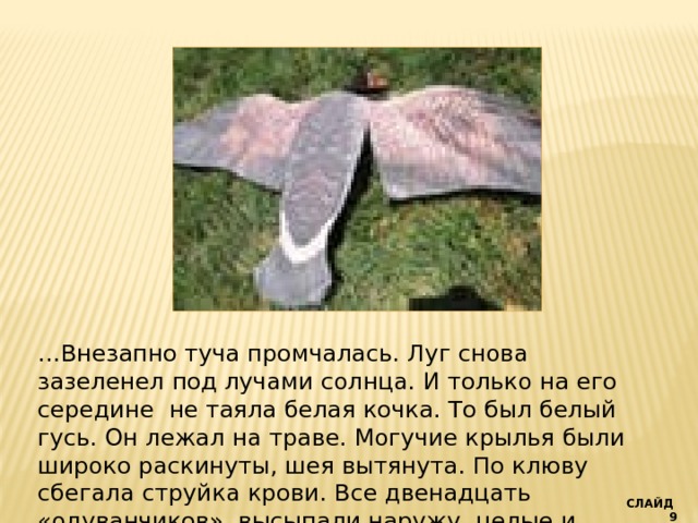 … Внезапно туча промчалась. Луг снова зазеленел под лучами солнца. И только на его середине не таяла белая кочка. То был белый гусь. Он лежал на траве. Могучие крылья были широко раскинуты, шея вытянута. По клюву сбегала струйка крови. Все двенадцать «одуванчиков» высыпали наружу, целые и невредимые. СЛАЙД 9 