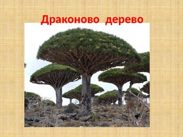 Драконово дерево презентация
