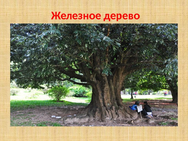 Derevo-platan - SOCHITRAVEL.BIZ