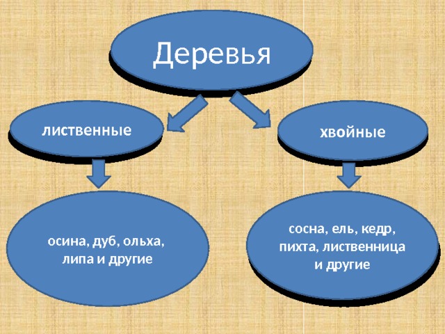 Деревья лиственные хвойные осина, дуб, ольха, сосна, ель, кедр, липа и другие пихта, лиственница и другие 