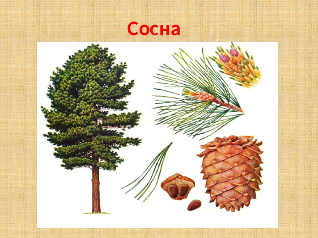 Сосна 