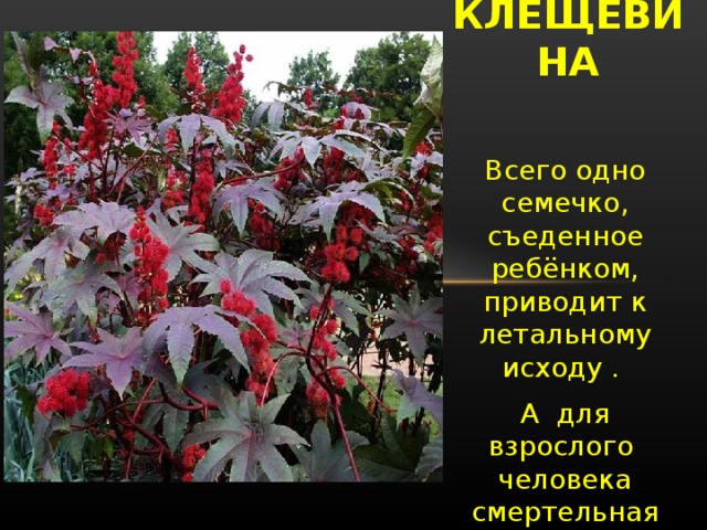 Смертельно опасные цветы описание как они выглядят