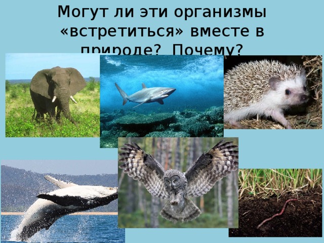 Могут ли эти организмы «встретиться» вместе в природе? Почему? 