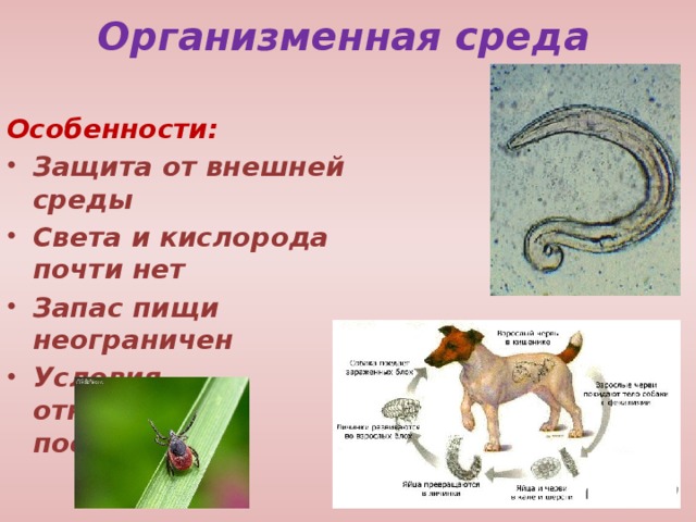 Организменная среда Особенности: Защита от внешней среды Света и кислорода почти нет Запас пищи неограничен Условия относительно постоянны 