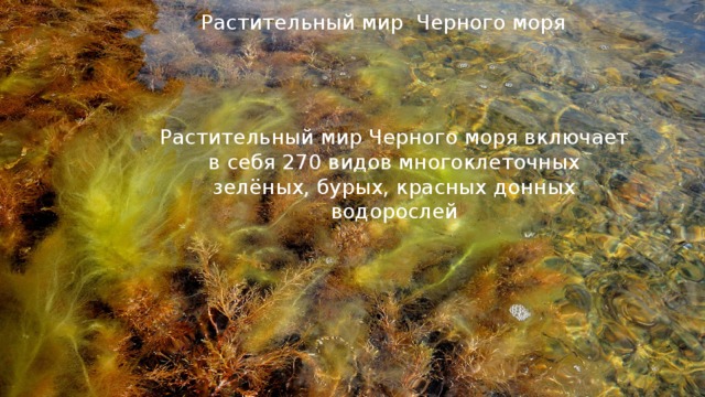 Растительный мир Черного моря Растительный мир Черного моря включает в себя 270 видов многоклеточных зелёных, бурых, красных донных водорослей 