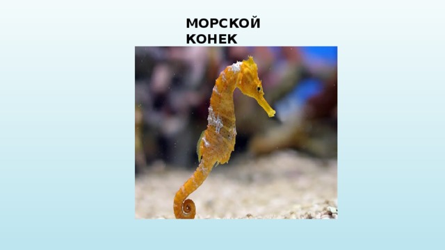 МОРСКОЙ КОНЕК 