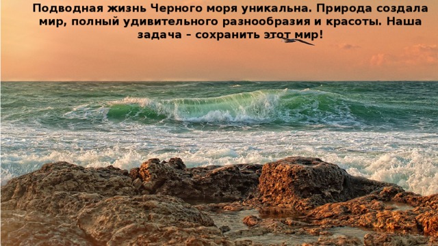 Подводная жизнь Черного моря уникальна. Природа создала мир, полный удивительного разнообразия и красоты. Наша задача – сохранить этот мир! 