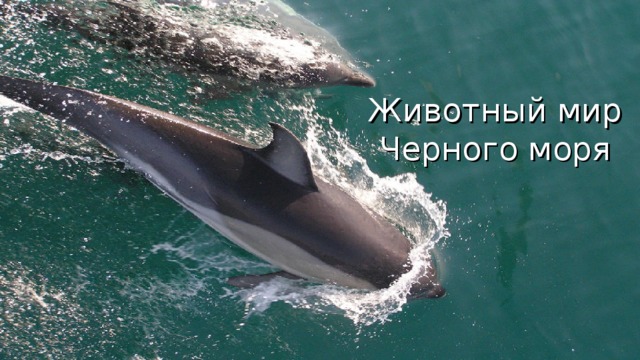 Животный мир Черного моря 