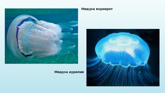 Медуза корнерот Медуза аурелия 