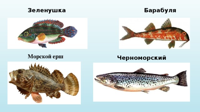Зеленушка Барабуля Морской ерш Черноморский лосось 