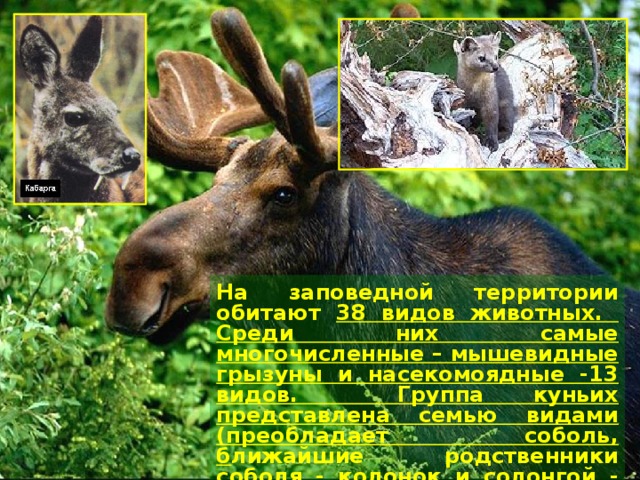 на заповедной территории обитают 38 видов животных. среди них самые многочисленные – мышевидные грызуны и насекомоядные -13 видов. группа куньих представлена семью видами (преобладает соболь, б лижайшие родственники соболя - колонок и солонгой - очень малочисленны). д иких копытных 4 вида ( лось, олень, кабарга , косуля) .