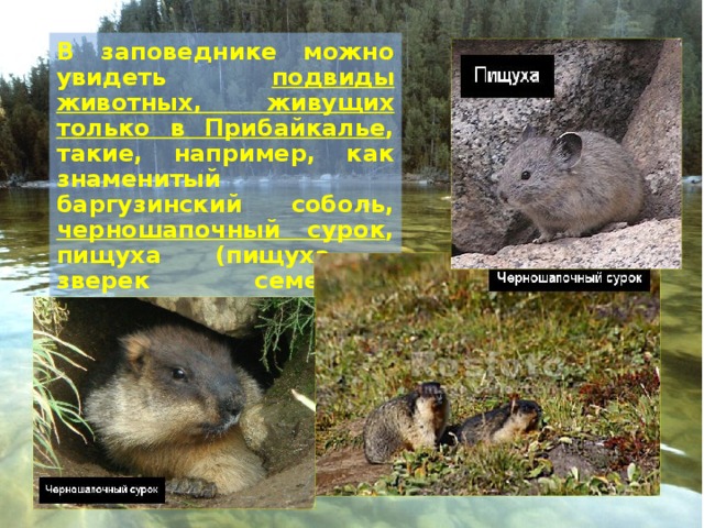 в заповеднике можно увидеть подвиды животных, живущих только в прибайкалье , такие, например, как знаменитый баргузинский соболь, черношапочный сурок , пищуха (пищуха - зверек семейства млекопитающих из отряда зайцеобразных),