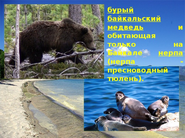 бурый байкальский медведь и обитающая только на байкале нерпа (нерпа - пресноводный тюлень).
