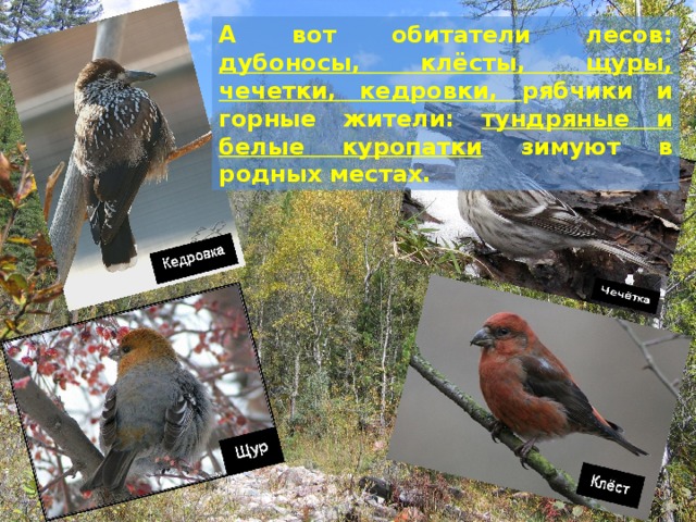 а вот обитатели лесов: дубоносы, клёсты, щуры, чечетки, кедровки, рябчики и горные жители: тундряные и белые куропатки зимуют в родных местах.