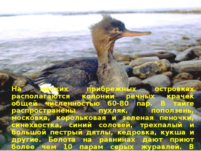 на мелких прибрежных островках располагаются колонии речных крачек общей численностью 60-80 пар. в тайге распространены пухляк, поползень, московка, корольковая и зеленая пеночки, синехвостка, синий соловей, трехпалый и большой пестрый дятлы, кедровка, кукша и другие. болота на равнинах дают приют более чем 10 парам серых журавлей. в субальпийском поясе обитают щур, чечевицы, горные конек и трясогузка, завирушки, пеночка-зарничка и другие.