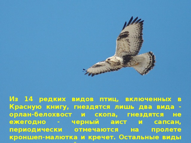 из 14 редких видов птиц, включенных в красную книгу, гнездятся лишь два вида - орлан-белохвост и скопа, гнездятся не ежегодно - черный аист и сапсан, периодически отмечаются на пролете кроншеп-малютка и кречет. остальные виды пролетают случайно и очень редко