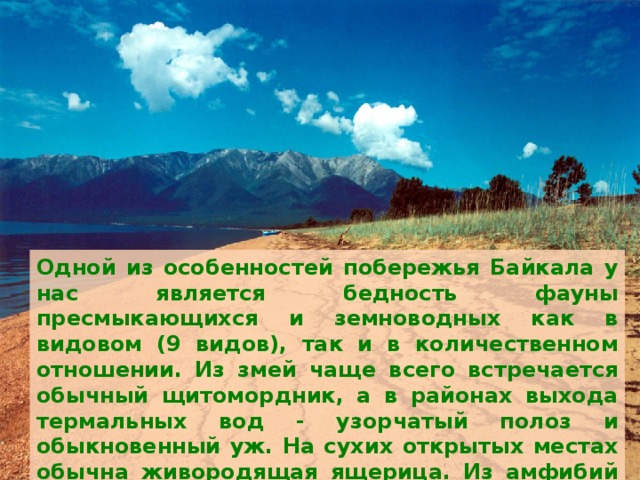 одной из особенностей побережья байкала у нас является бедность фауны пресмыкающихся и земноводных как в видовом (9 видов), так и в количественном отношении. из змей чаще всего встречается обычный щитомордник, а в районах выхода термальных вод - узорчатый полоз и обыкновенный уж. на сухих открытых местах обычна живородящая ящерица. из амфибий отмечается остромордая лягушка, значительно реже - сибирский углозуб.