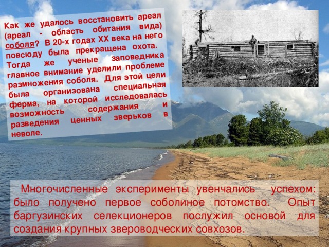 как же удалось восстановить ареал (ареал - область обитания вида) соболя ? в 20-х годах xx века на него повсюду была прекращена охота. тогда же ученые заповедника главное внимание уделили проблеме размножения соболя. для этой цели была организована специальная ферма, на которой исследовалась возможность содержания и разведения ценных зверьков в неволе. многочисленные эксперименты увенчались успехом: было получено первое соболиное потомство. опыт баргузинских селекционеров послужил основой для создания крупных звероводческих совхозов.