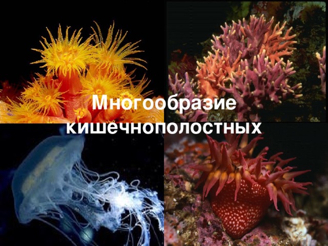 Многообразие коралловых полипов доклад 4624