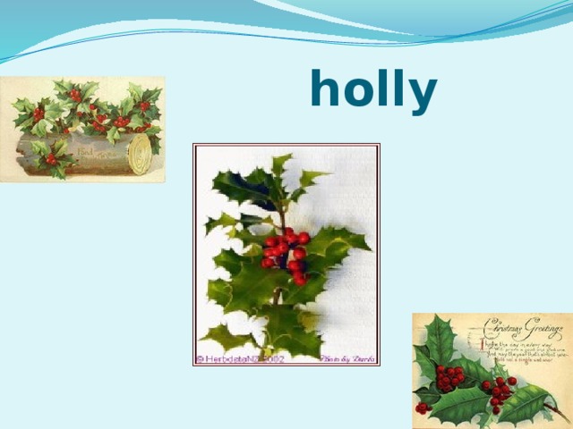  holly 