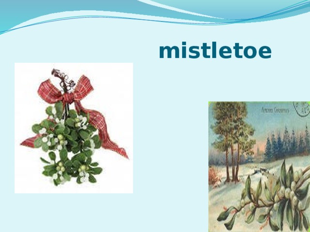  mistletoe 