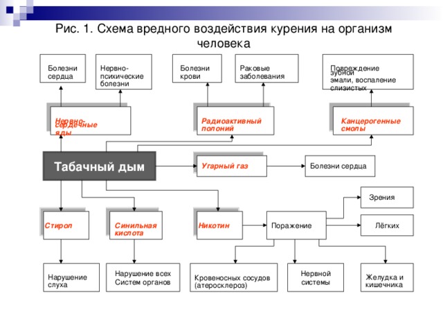 Рис. 1. Схема вредного воздействия курения на организм человека Болезни Повреждение зубной Болезни Раковые Нервно- психические заболевания эмали, воспаление сердца крови слизистых болезни Канцерогенные Нервно-сердечные Радиоактивный полоний  смолы яды  Табачный дым Угарный газ Болезни сердца Зрения Лёгких Синильная Поражение Никотин Стирол кислота Нарушение всех Нервной Систем органов системы Желудка и Нарушение кишечника слуха Кровеносных сосудов (атеросклероз) 