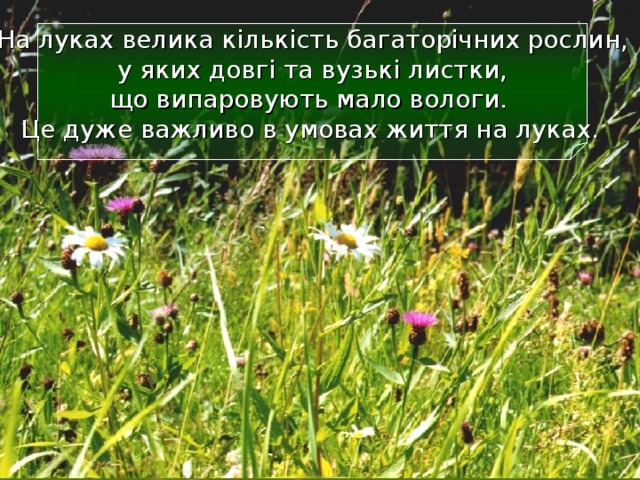 На луках велика кількість багаторічних рослин,  у яких довгі та вузькі листки,  що випаровують мало вологи.  Це дуже важливо в умовах життя на луках.  11 