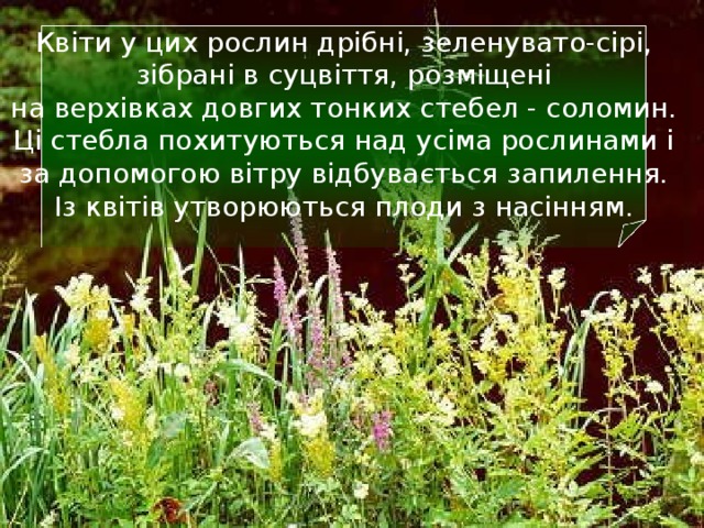 Квіти у цих рослин дрібні, зеленувато-сірі,  зібрані в суцвіття, розміщені  на верхівках довгих тонких стебел - соломин.  Ці стебла похитуються над усіма рослинами і  за допомогою вітру відбувається запилення.  Із квітів утворюються плоди з насінням. 13 