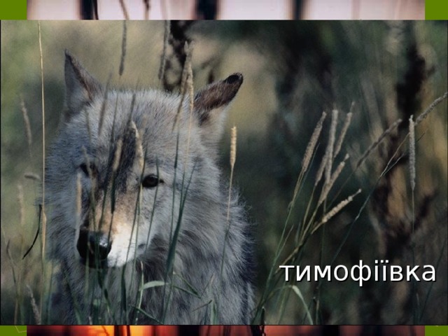 Найвищими трав ’ янистими рослинами на луках є тимофіївка 13 