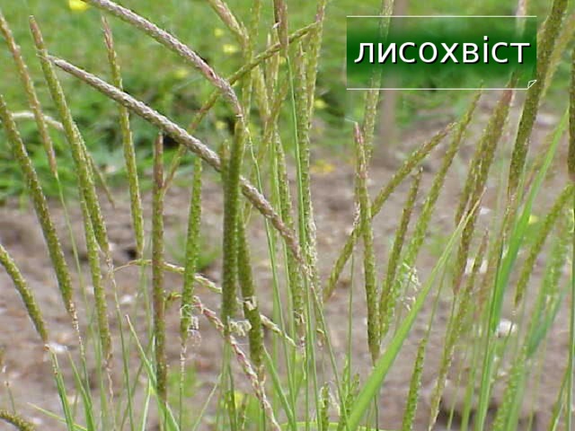 лисохвіст 16 