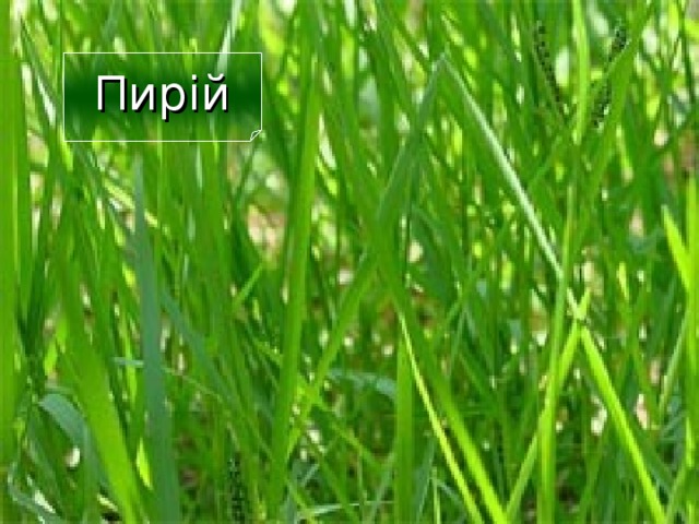 Пирій 17 