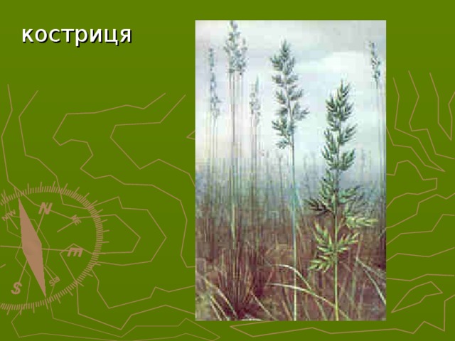 костриця 17 