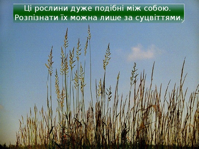Ці рослини дуже подібні між собою.  Розпізнати їх можна лише за суцвіттями. 19 