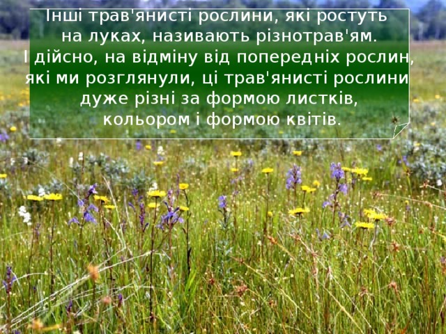 Інші трав'янисті рослини, які ростуть  на луках, називають різнотрав'ям.  І дійсно, на відміну від попередніх рослин,  які ми розглянули, ці трав'янисті рослини  дуже різні за формою листків,  кольором і формою квітів. 20 