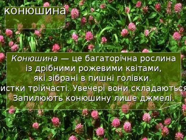 конюшина Конюшина — це багаторічна рослина  із дрібними рожевими квітами,  які зібрані в пишні голівки.  Листки трійчасті. Увечері вони складаються.  Запилюють конюшину лише джмелі. 20 