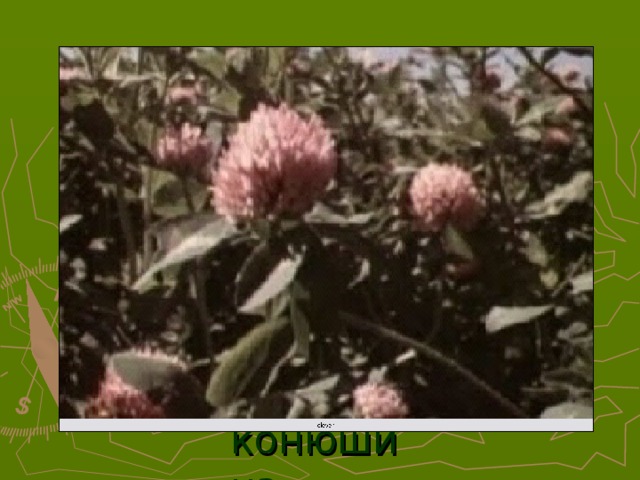 конюшина 20 