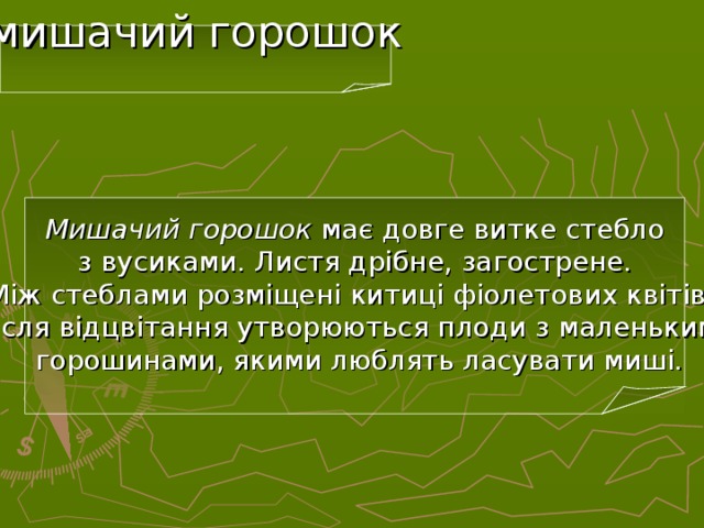 мишачий горошок Мишачий горошок має довге витке стебло  з вусиками. Листя дрібне, загострене.  Між стеблами розміщені китиці фіолетових квітів.  Після відцвітання утворюються плоди з маленькими  горошинами, якими люблять ласувати миші. 20 