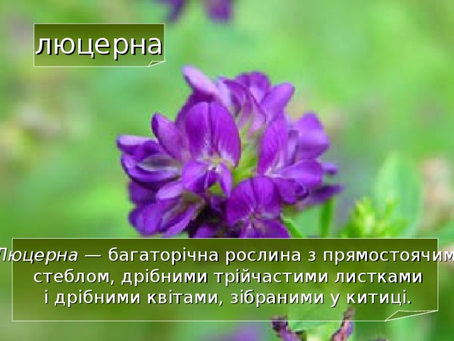 Луки - природне угрупування