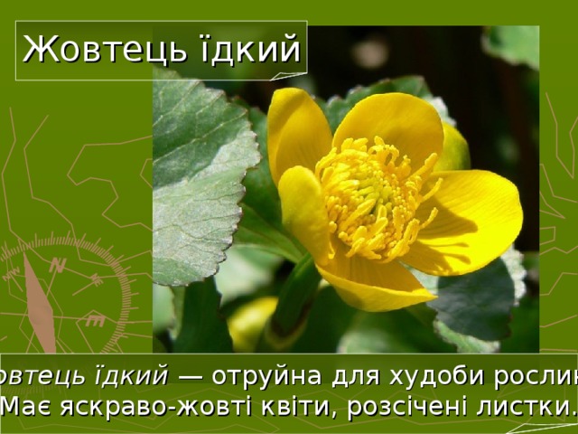 Жовтець їдкий Жовтець їдкий — отруйна для худоби рослина.  Має яскраво-жовті квіти, розсічені листки. 20 