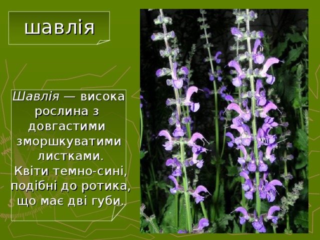 шавлія Шавлія — висока  рослина з  довгастими  зморшкуватими  листками.  Квіти темно-сині,  подібні до ротика,  що має дві губи. 20 