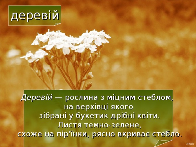 деревій Деревій — рослина з міцним стеблом,  на верхівці якого  зібрані у букетик дрібні квіти.  Листя темно-зелене,  схоже на пір'їнки, рясно вкриває стебло. 20 