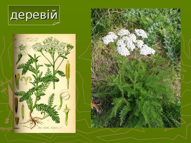деревій 20 