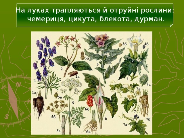 На луках трапляються й отруйні рослини:  чемериця, цикута, блекота, дурман. 29 
