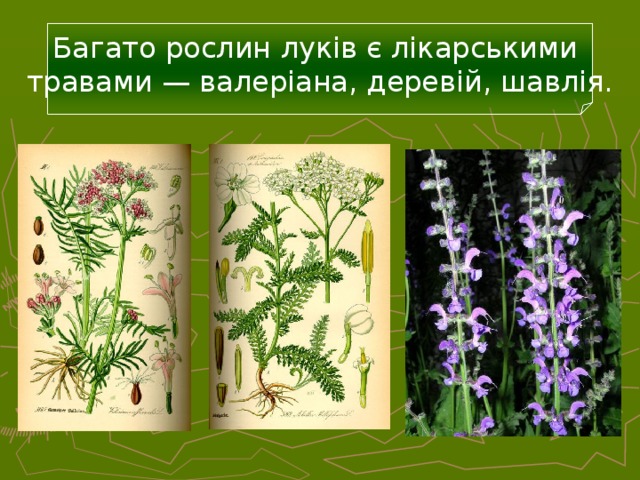 Багато рослин луків є лікарськими  травами — валеріана, деревій, шавлія. 30 