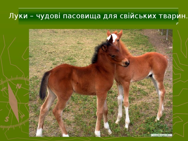 Луки – чудові пасовища для свійських тварин. 31 